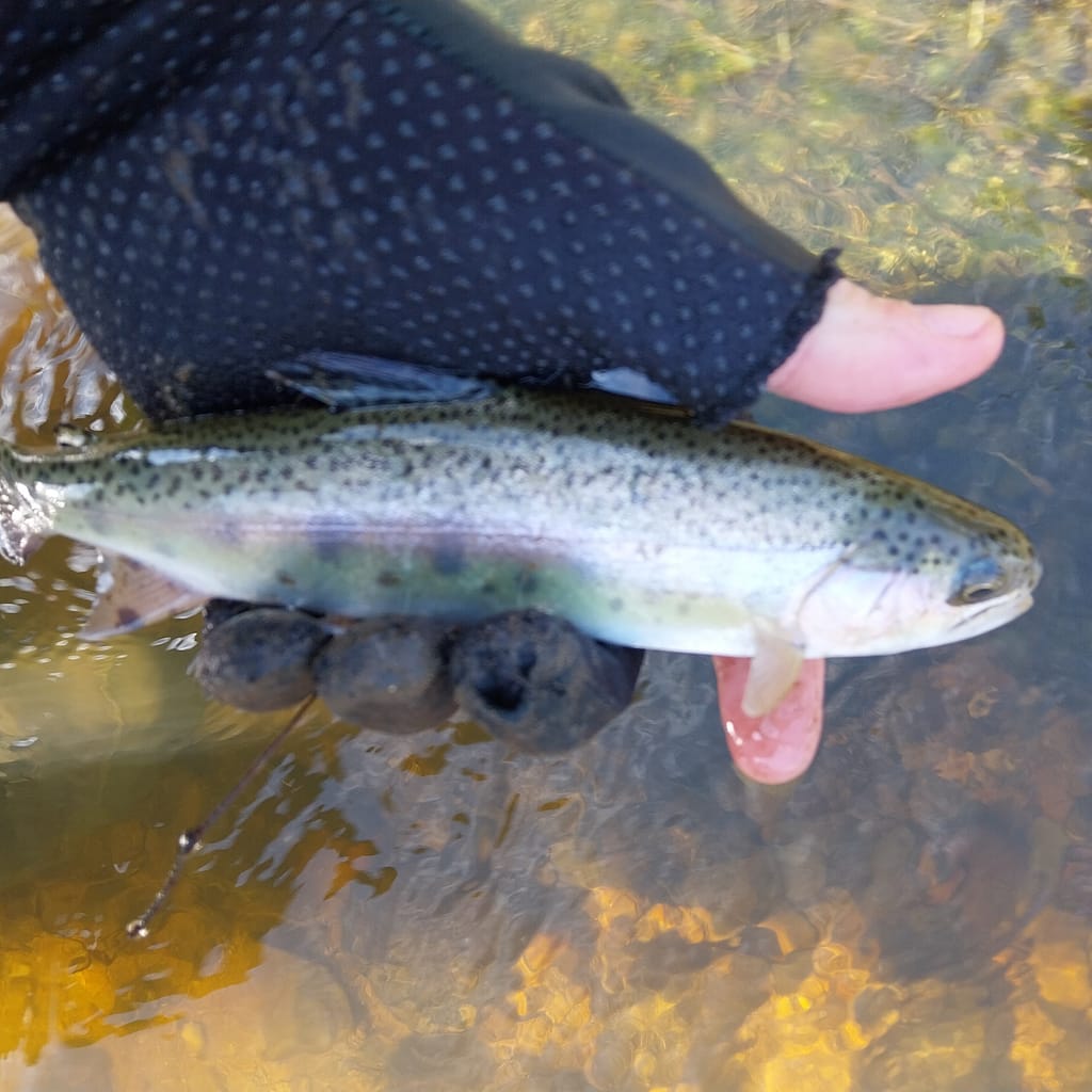 Rainbow trout in the Fish River, Tarana NSW