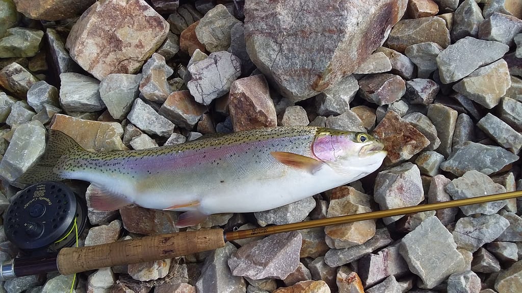 Rainbow trout at Thompson's Creek Dam