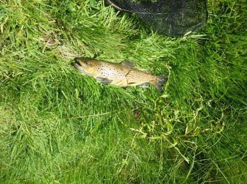 Brown trout caught in Coutts Water NSW