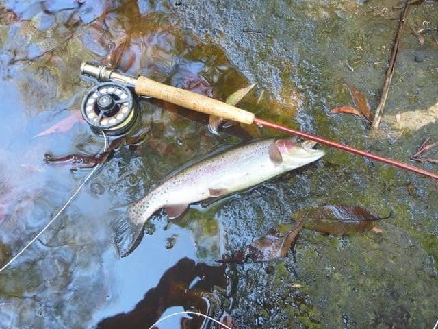 Rainbow trout caught in the Southern Highlands of NSW